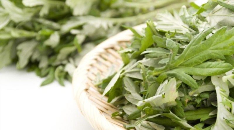 Tanaman Mugwort